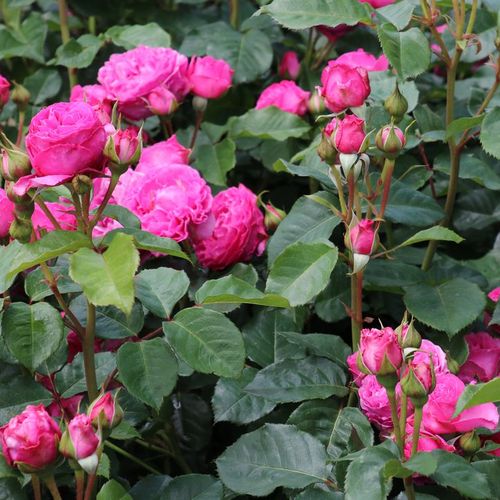 Rosa Renée Van Wegberg™ - rosa - Árbol de Rosas Inglesa - rosal de pie alto- forma de corona tupida